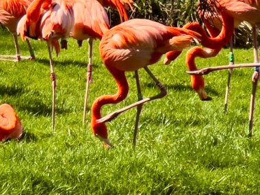 Çimlerde pembe flamingo. Açık pembe flamingolar tek ayak üzerinde durur..