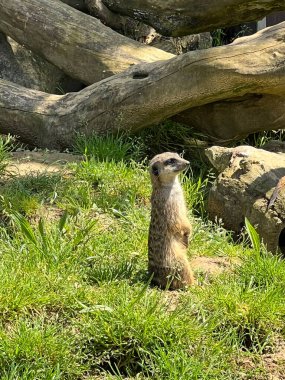 Mirket, kendi bölgesinde olanları dikkatle izliyor..