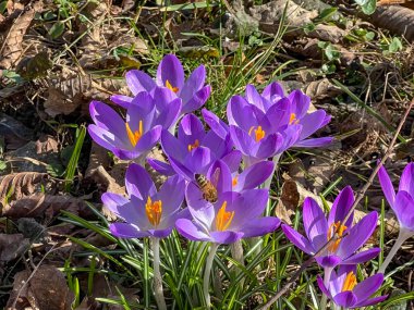 Şubat sonunda leylak tarlasını tozlaştıran bir eşekarısı..