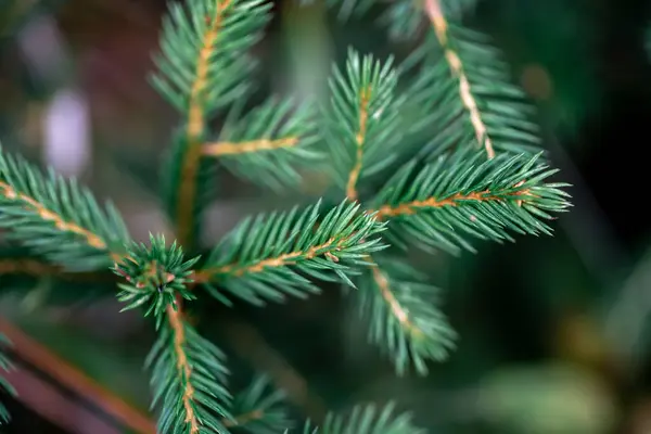 크리스마스 트리의 가지들을 가까이 자연적 — 스톡 사진
