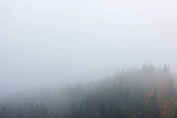 浓密的森林 薄雾密布 针叶树的风景 在神秘的薄雾中 有文字的空间 具有喜怒无常气氛的景观景观 — 图库照片