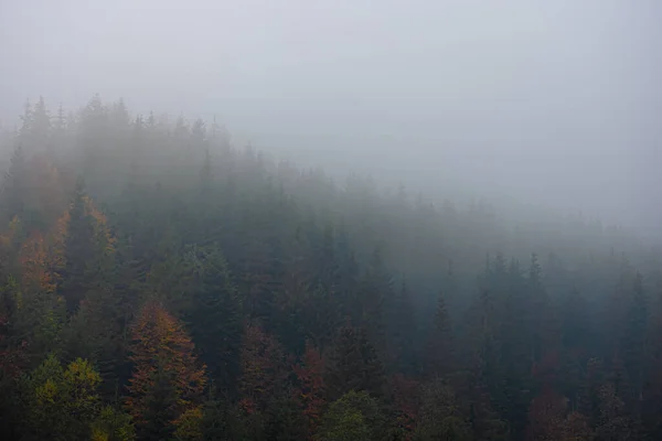 浓密的森林 薄雾密布 针叶树的风景 在神秘的薄雾中 有文字的空间 具有喜怒无常气氛的景观景观 — 图库照片