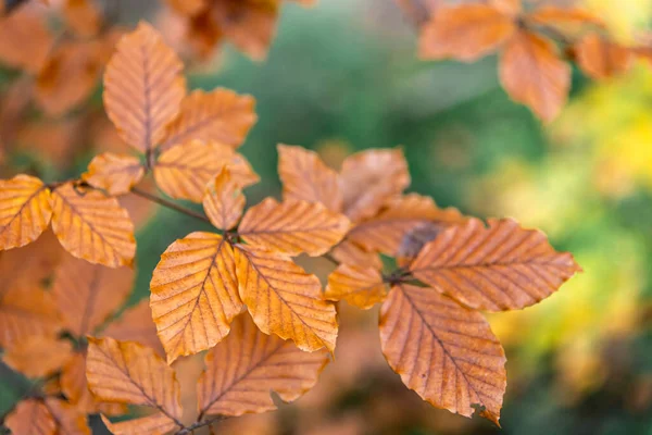 Жовте Осіннє Листя Дереві Лісі Макрозйомка Розмитий Фон — стокове фото