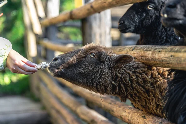 Kobieta Karmiąca Owce Farmie Lub Zoo Zbliżenie — Zdjęcie stockowe