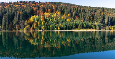 Sonbahar yapraklarıyla çevrili bir orman gölü. Sonbaharda Forest Gölü. Güz Ormanı Gölü. Sonbahar manzarasında orman gölü.