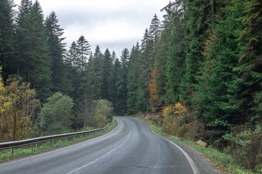 Sonbaharda dağlık bir bölgede ladin ormanında asfalt yol.