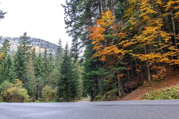 Las Iglasty Wyżynach Wczesną Jesienią Tło Naturalne — Zdjęcie stockowe