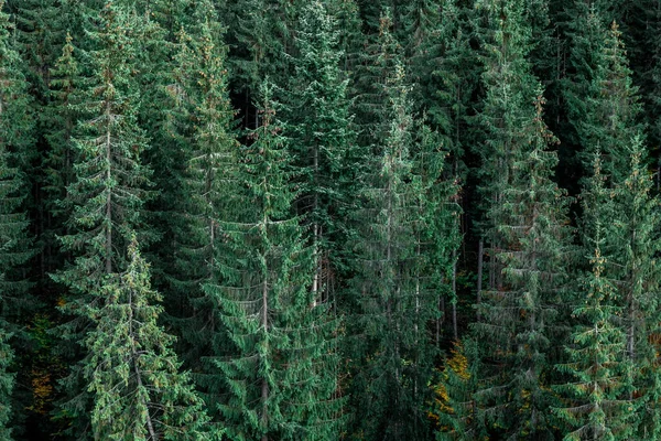 Μια Όμορφη Θέα Ενός Κωνοφόρου Δάσους Μια Ορεινή Περιοχή Φόντο — Φωτογραφία Αρχείου