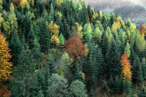 Jehličnaté Vrcholky Stromů Listoví Měnící Barvu Osvětlené Odpoledním Sluncem — Stock fotografie
