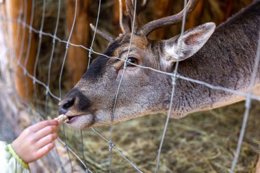 Küçük bir kız hayvanat bahçesinde geyik besliyor, yakın plan..