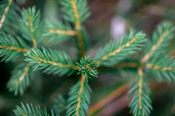 森の中のクリスマスツリーの枝クローズアップ 自然背景 — ストック写真
