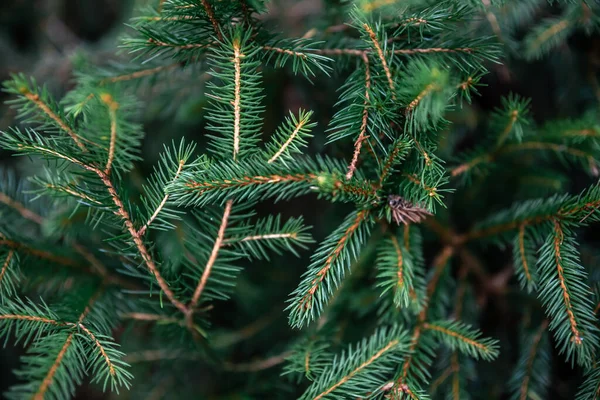 전나무 가지들이 문자의 합니다 크리스마스 — 스톡 사진
