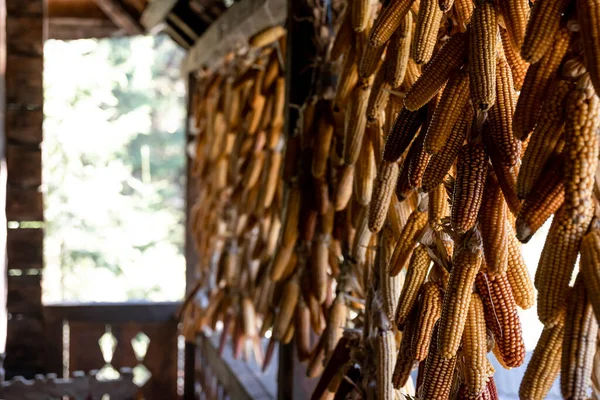 Sušené Kukuřice Visící Verandě Starém Domě Kopírovací Prostor — Stock fotografie