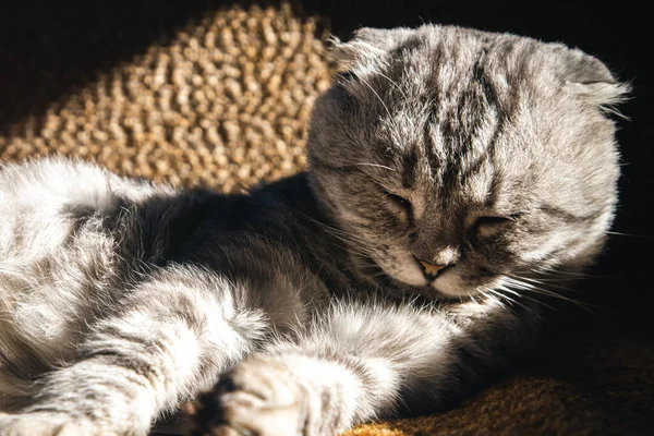 一只漂亮的灰猫在阳光下晒太阳 躺在树阴下 — 图库照片