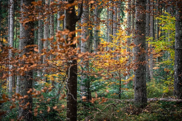 Stromy Uprostřed Lesa Podzimní Les Barevnými Listy Přírodní Zázemí — Stock fotografie