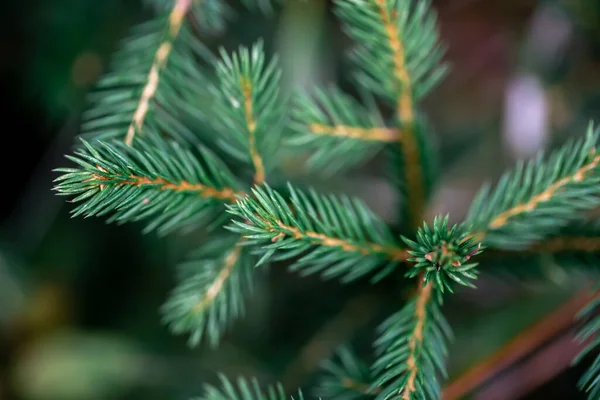 Kerstboom Takken Het Bos Close Natuurlijke Achtergrond — Stockfoto
