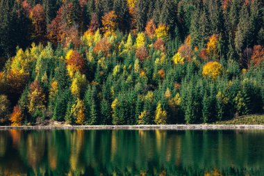 Sonbahar yapraklarıyla çevrili bir orman gölü. Sonbaharda Forest Gölü. Güz Ormanı Gölü. Sonbahar manzarasında orman gölü.