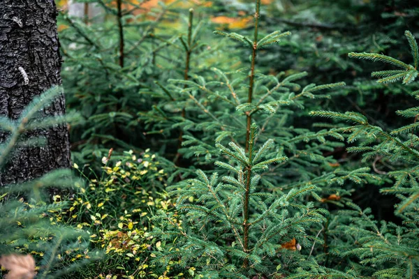 Jolies Branches Sapin Dans Forêt Jeunes Sapins Dans Une Forêt — Photo