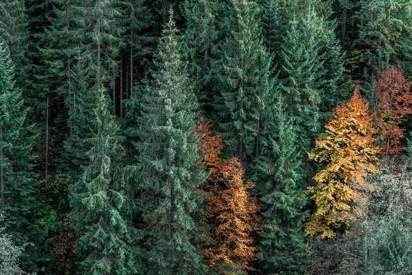 秋天山中的针叶林 自然背景 — 图库照片