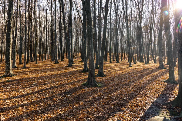 Φθινοπωρινό Δάσος Γυμνά Δέντρα Μια Ηλιόλουστη Μέρα Φυσικό Υπόβαθρο — Φωτογραφία Αρχείου