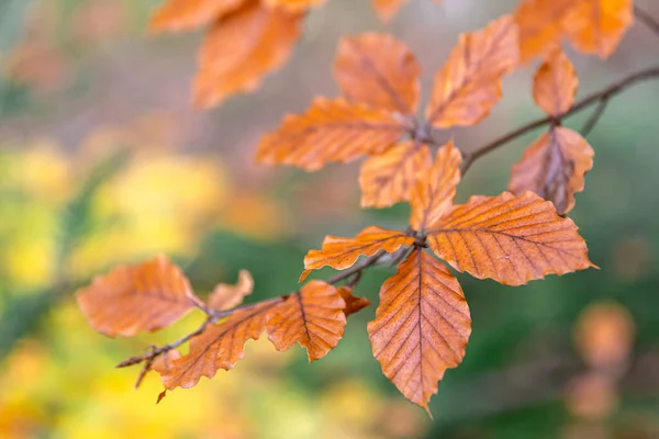 Жовте Осіннє Листя Дереві Лісі Макрозйомка Розмитий Фон — стокове фото