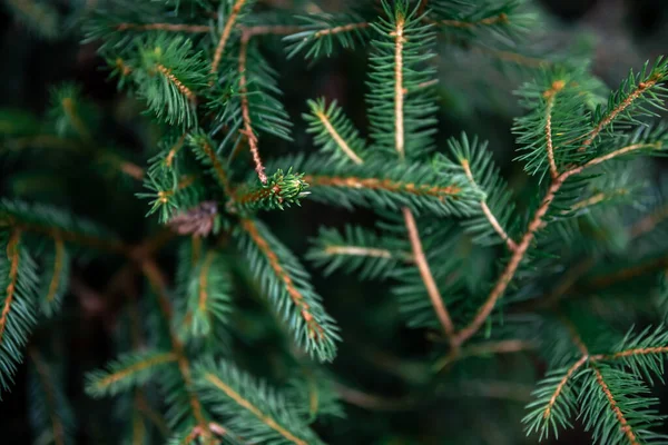 전나무 가지들이 문자의 합니다 크리스마스 — 스톡 사진