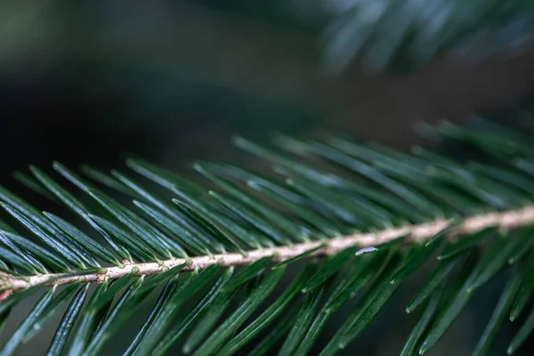 Julgransgrenar Skogen Närbild Naturlig Bakgrund — Stockfoto