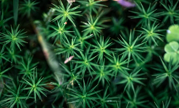 森の中のマクロショット ジューシーな緑の草や植物 トップビュー — ストック写真
