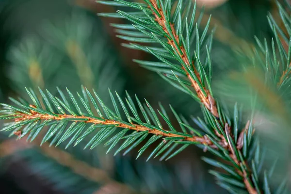 森の中の素敵なモミの枝 閉めろ あなたのテキストの素晴らしい背景 クリスマスの装飾 — ストック写真