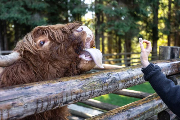 Zbliżenie Kobieta Karmi Byka Drewnianą Ścianą Działową Zoo Lub Farmie — Zdjęcie stockowe