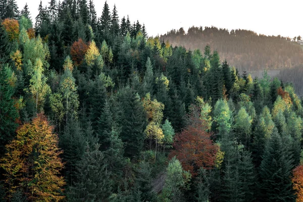 Κωνοφόρα Δάση Φθινόπωρο Στα Βουνά Φυσικό Υπόβαθρο — Φωτογραφία Αρχείου