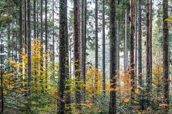 森林中央的树木 五彩斑斓的秋天的森林 自然背景 — 图库照片