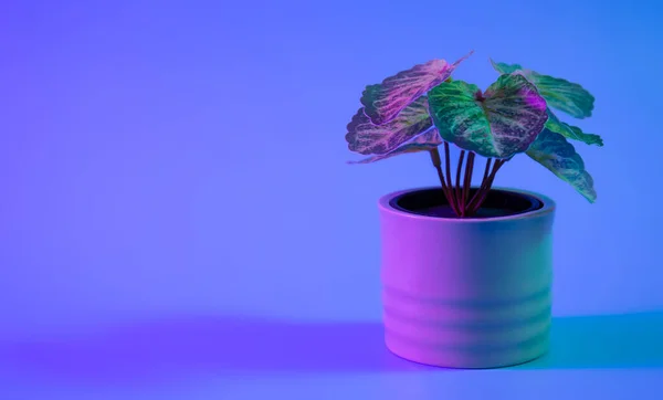 Garnek Rośliną Domową Izolowany Oświetleniu Neonowym Przestrzeń Kopiowania — Zdjęcie stockowe