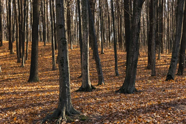 Bosque Otoñal Con Árboles Desnudos Día Soleado Fondo Natural —  Fotos de Stock