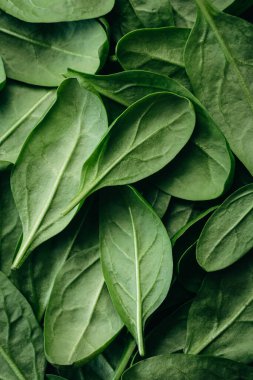 Fresh textured green baby spinach leaves, natural background.