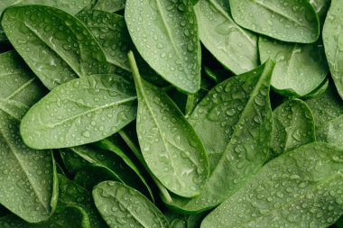 Wet fresh textured green baby spinach leaves, natural background.