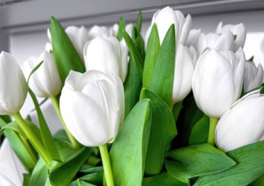 Güzel beyaz lalelerden bir buket kapanış, bahar konsepti..