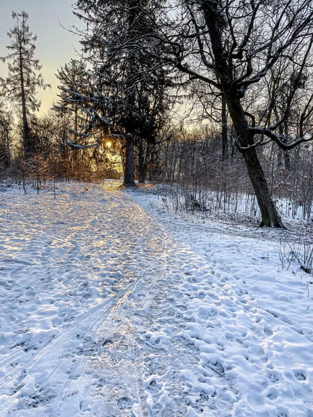 Floresta Inverno Início Manhã Nascer Sol Natureza Inverno — Fotografia de Stock