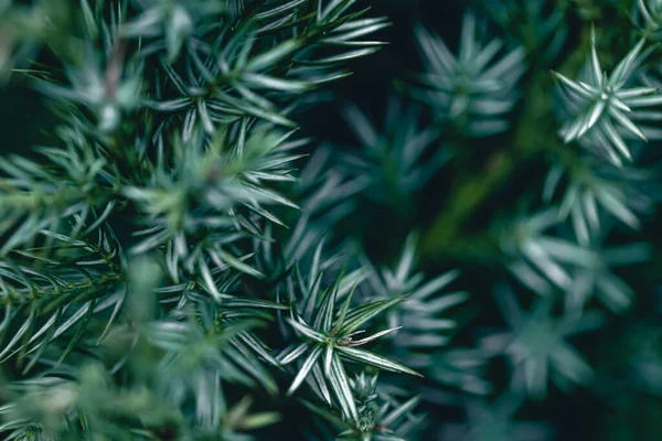 Natuurlijke Achtergrond Textuur Van Een Naaldboom Sparren Dennen Close — Stockfoto