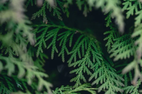 stock image Natural background, texture of a coniferous tree branch, spruce or pine close-up.