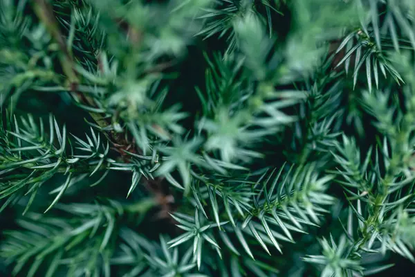 Natural Background Texture Coniferous Tree Branch Spruce Pine Close — Stock Photo, Image