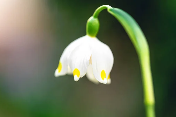 Snowdrop Blurred Background Macro Shot Copy Space — Stock Photo, Image