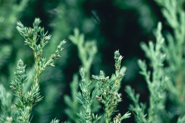 Doğal arkaplan, kozalaklı ağaç dalı dokusu, ladin ya da çam ağacına yakın plan.