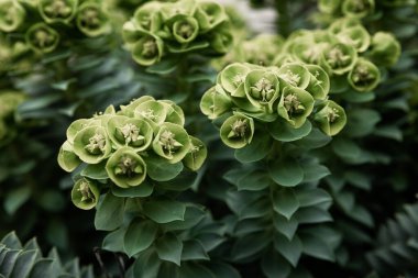 Rosetta Stonecrop ya da Sedum Rosetta. Küçük yeşil yapraklarının yakın plan fotoğrafı. Botanik bahçesindeki sulu bitki, doğal arka plan..