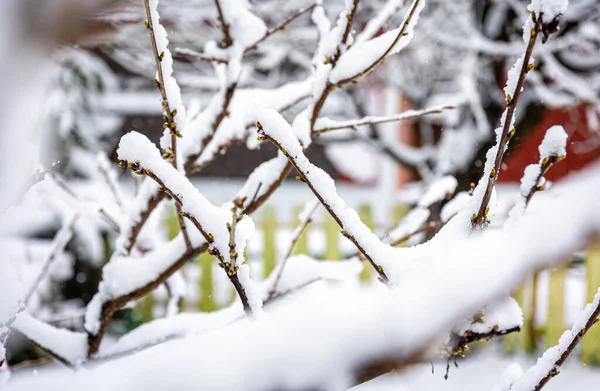 Wiosną Gałęzie Drzew Pokryte Śniegiem Śnieg Topnieje Gałęziach Drzew — Zdjęcie stockowe