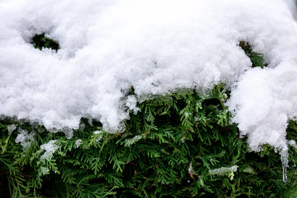 Zielony Krzew Iglasty Śniegu Tuja Żywopłotu Tekstury Zimie Naturalne Tło — Zdjęcie stockowe