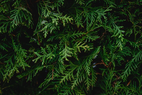 stock image Green coniferous bush , thuja hedge texture close up, natural background.