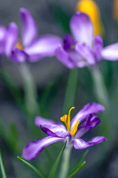 Spring Background Purple Crocuses Macro Shot — Stock Photo, Image