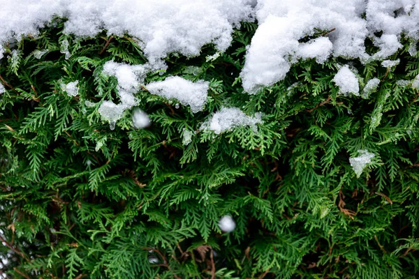stock image Green coniferous bush in snow, thuja hedge texture in winter, natural background.