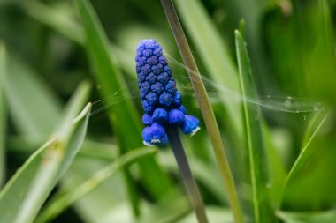 Bahar bahçesinde üzüm sümbülü ya da mavi muscari..